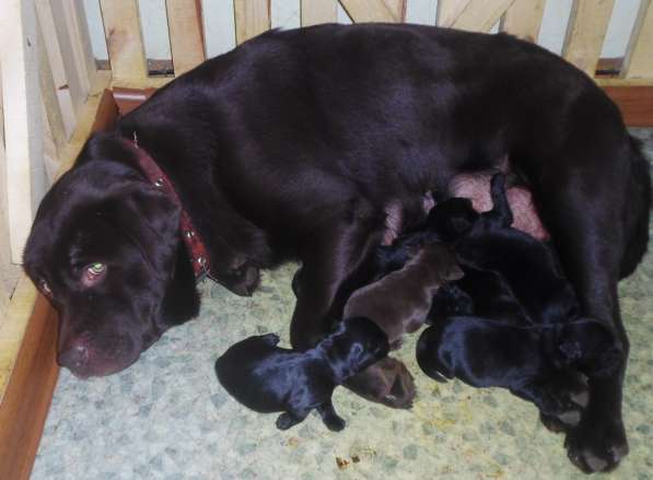 Милашки лабрадорчики в Нижнем Новгороде фото 11
