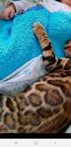 ЧИСТОПОРОДНЫЕ БЕНГАЛЯТА в Санкт-Петербурге фото 3