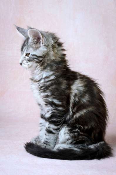 Котята Мейн-кун с отличной родословной. Готовы к переезду в Петрозаводске фото 8