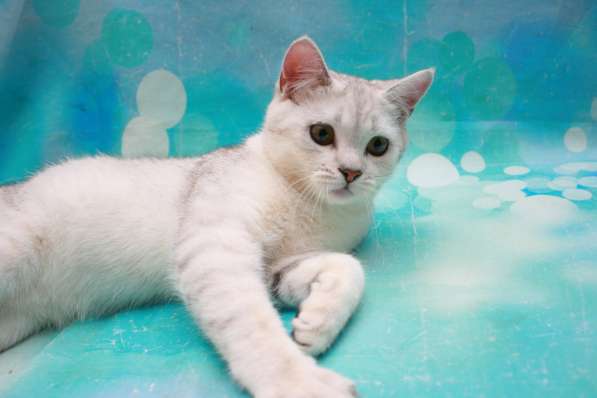 Кошечка скоттиш фолд в Дмитрове фото 5