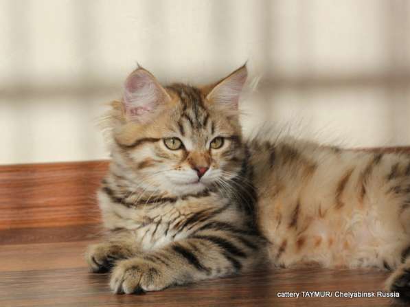 Сибирский котенок из питомника в Челябинске фото 5