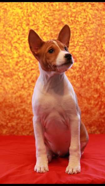 Продаю щенка басенджи