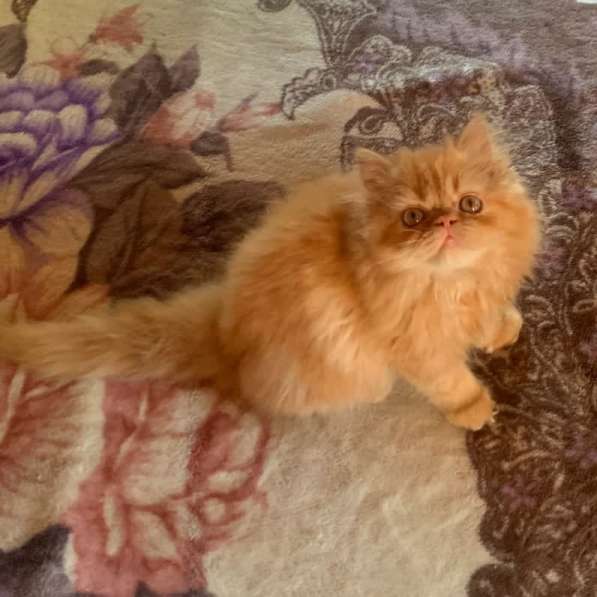 Красивые котята персы
