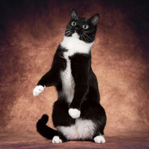 Кошечка Майя ищет семью в Москве фото 4