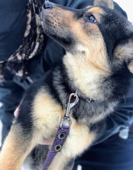 8-месячная Соня в поисках дома в Москве фото 14