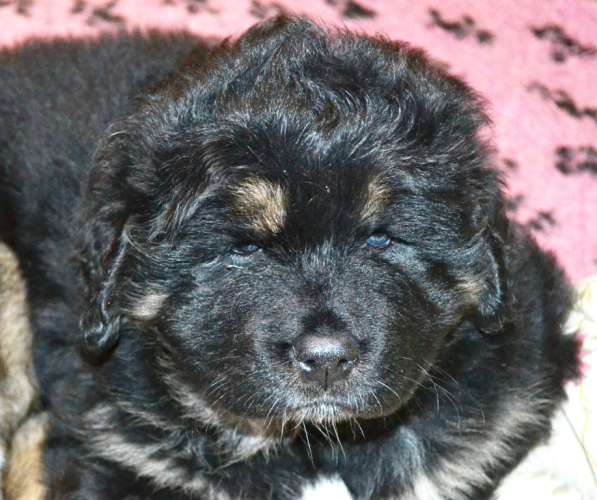 Тибетский мастиф - лучший страж на территории в Москве фото 73