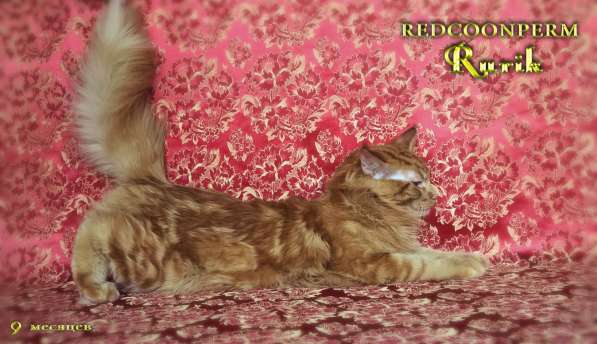 Кот мейн кун - Рюрик - уникального красного окраса в Тюмени фото 12