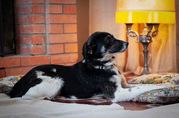 Ласточка — очаровательная собака в дар в Москве фото 3