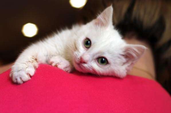 Белоснежный котенок ищет заботливую семью. в Москве фото 3