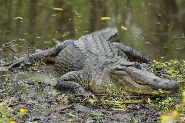 Авто-чехлы для брелков. Кожа в Москве фото 12