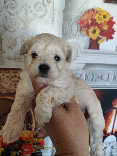 Щенки декоративных пород собак в Москве фото 3