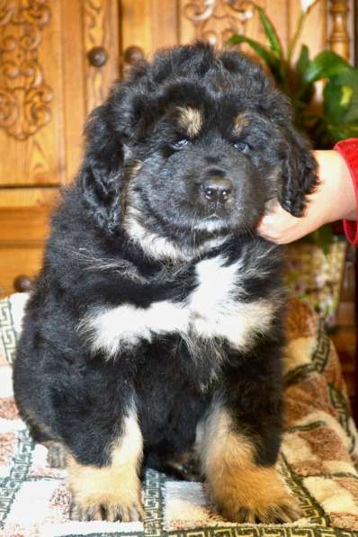 Тибетский мастиф - лучший страж на территории в Москве фото 40