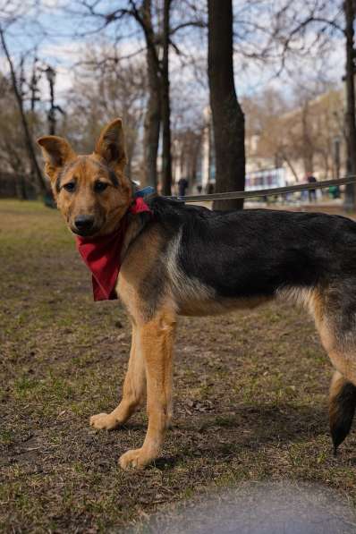 Анри, добрый, умный щенок в дар! в Москве фото 3