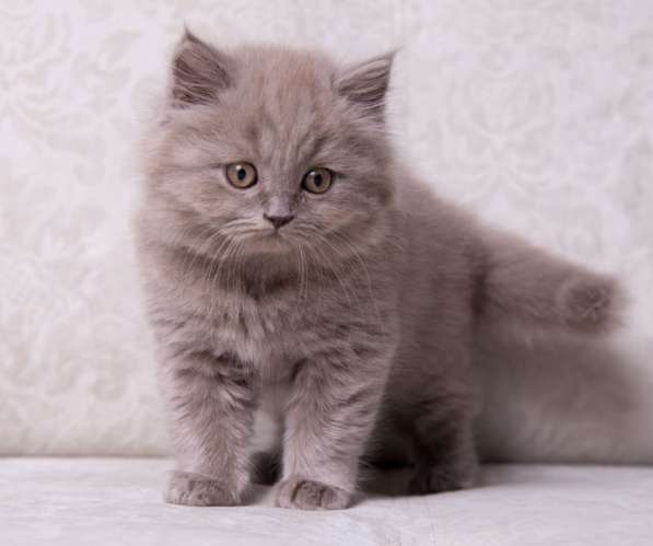 Британская длинношерстная лиловая девочка в Москве