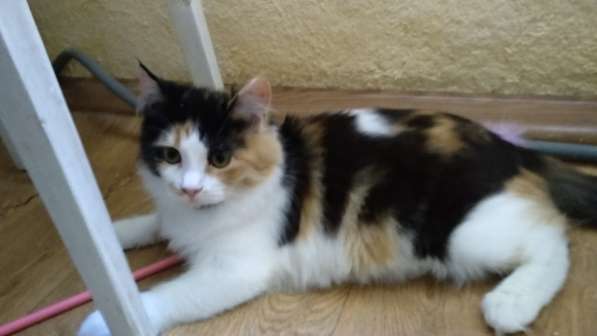 В добрые руки бесплатно в Белгороде фото 3