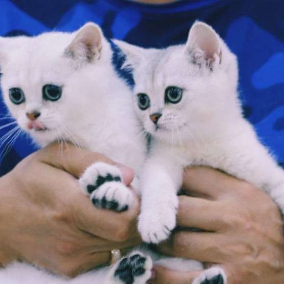 Британские шиншиллы