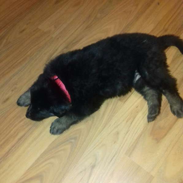 Крупные щеночки восточно-европейской овчарки