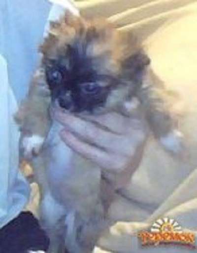 Продам щенка в фото 3