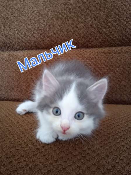 Котята в Старом Осколе фото 9