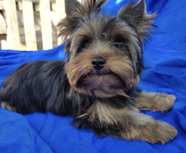 Yorkshire Terrier. Mini