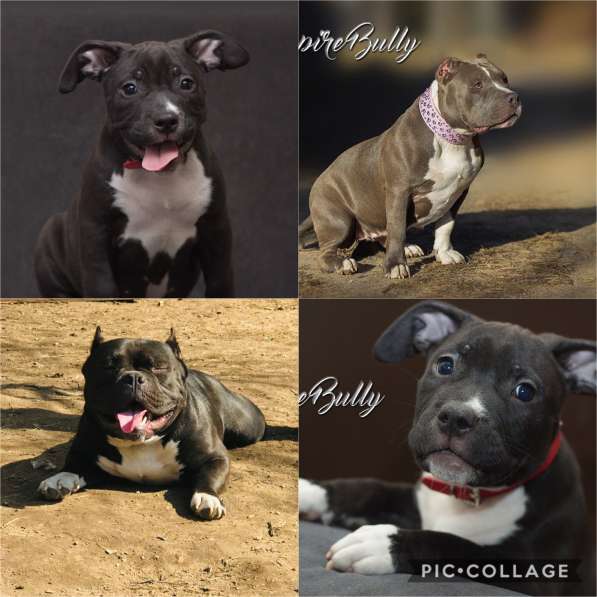 Американский булли. Щенки