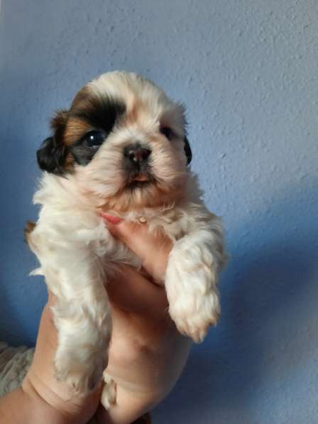 Резерв на щенка в Москве фото 3