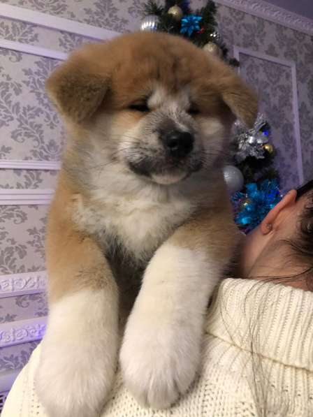 Акита ину щенки в Москве фото 3