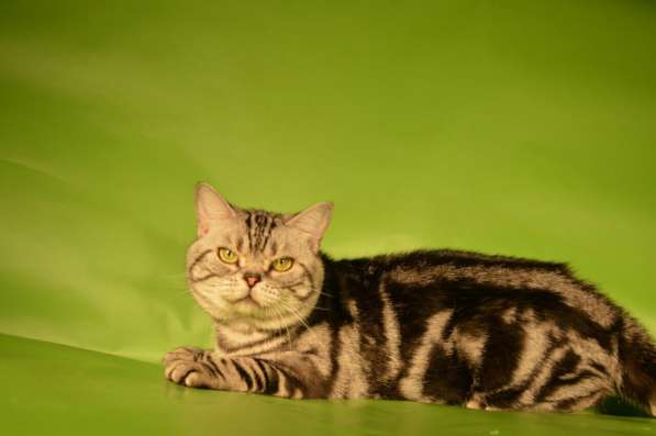 Кот на вязку 1500 -можно котёнком котята от 2000 в Костроме
