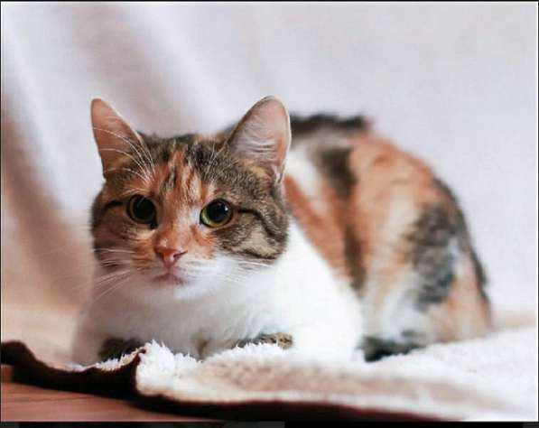 Уютная, нежная, домашняя кошка Мусенька в добрые руки в Москве