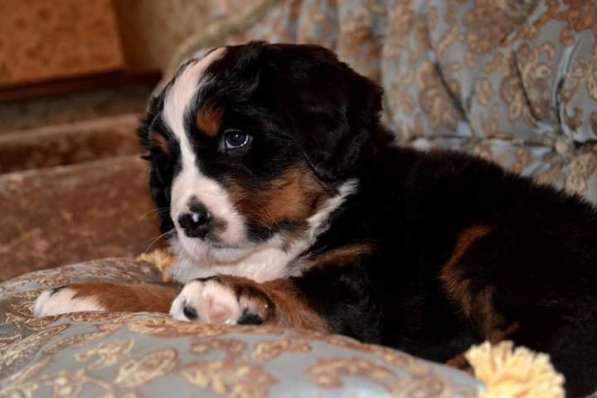 Щенки бернского зенненхунда из питомника в Москве фото 27