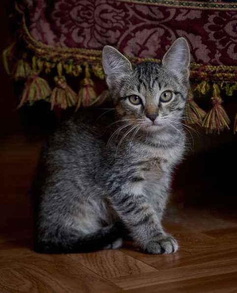 Котёнок в Конаково фото 4