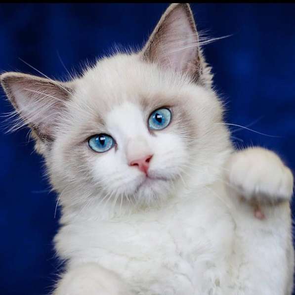 Рэгдолл котята в фото 52