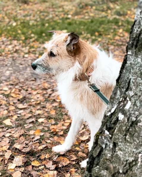 Обаятельная Скрепка ищет семью в Москве фото 12