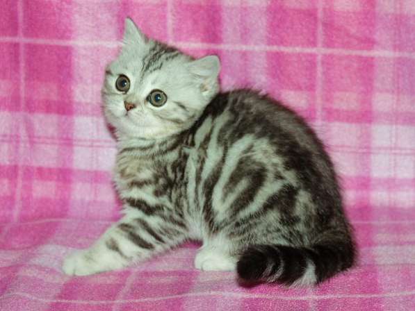 Гилберт в Санкт-Петербурге