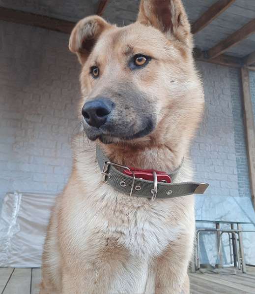 Отличный охранник и самый верный друг, молодой пес Симба в Москве фото 4