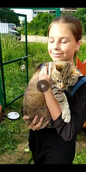 Ласковый мурлыка в Санкт-Петербурге фото 35