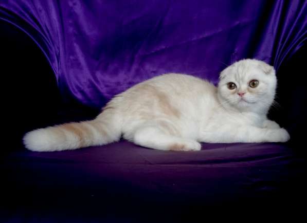Клубный шотландский котенок с родословной и прививками из пи в 