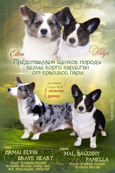 Элитные щенки плроды Вельш корги кардиган в Мурманске