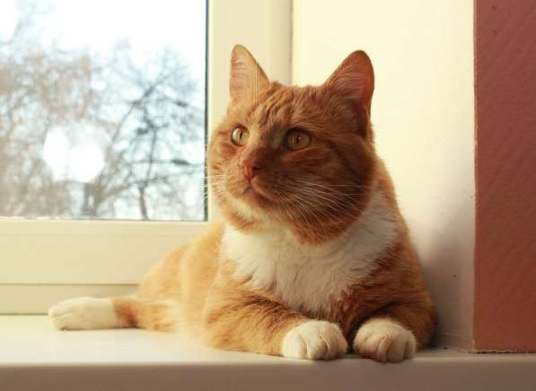 Рыжий богатырь Добрыня - добрый кот в добрые руки в Калуге фото 3