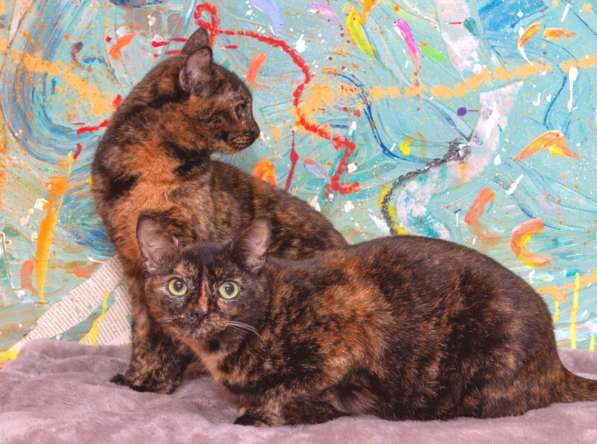 Котенок в добрые руки. Крошка пеструшка в Калуге фото 22