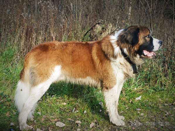 Щенки Московской сторожевой в Москве фото 4