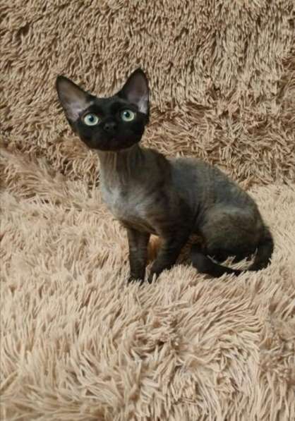 Кудрявые эльфы, каракулевые, элитные котята Девон-Рекс в Санкт-Петербурге фото 41