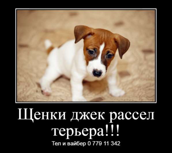 Щенки джек рассел терьера! в фото 20