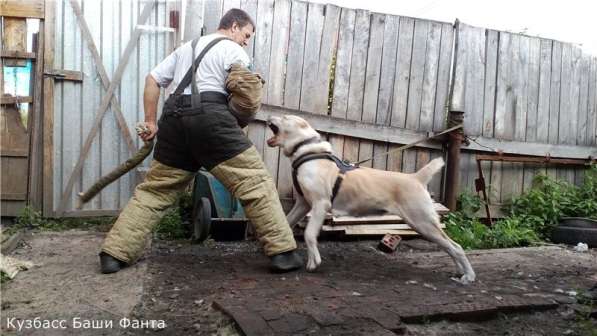 Дрессировка собак в Новокузнецке в Новокузнецке фото 4