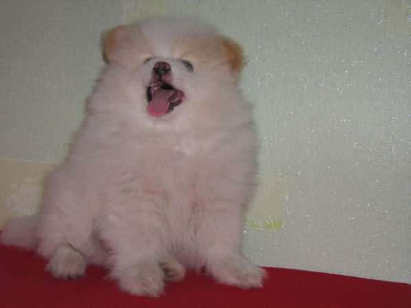 Лисята в Ростове-на-Дону фото 9