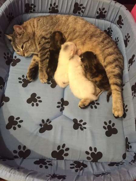 Мама-кошка с малышами в Нальчике