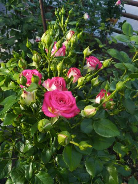 Розы с грядки в Самаре фото 8