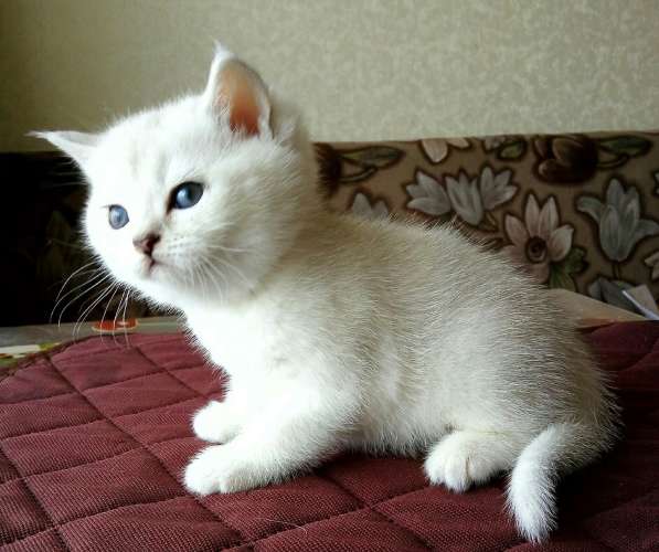 Британские кошечки в Санкт-Петербурге фото 7