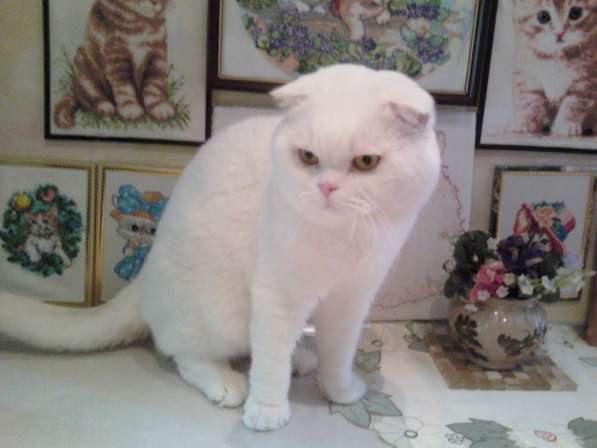 Белый голубоглазый котик с документами в 