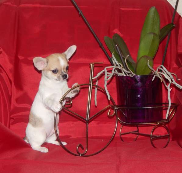 Красавчик чихуахуа в фото 10